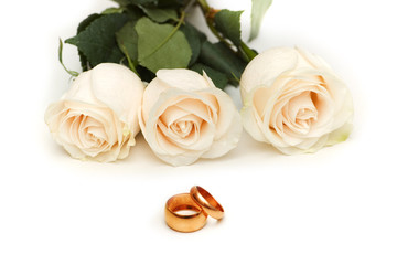 White roses isolated on the white background