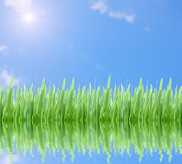 Green grass on cloudy blue sky