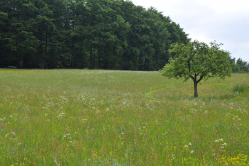 Wald und Wiese