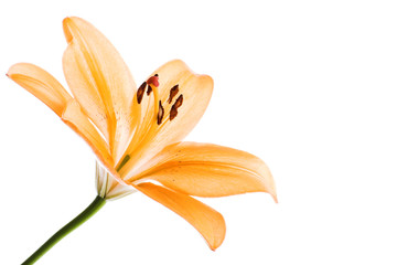 image of a lily flower isolated on white background