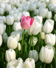 Pink tulip in a sea of white tulips