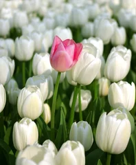 Photo sur Plexiglas Tulipe Tulipe rose dans une mer de tulipes blanches