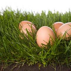 fresh eggs in grass
