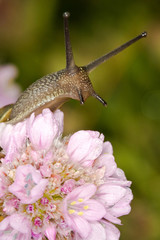 escargot curieux yeux tendre cou tendu tête fleur