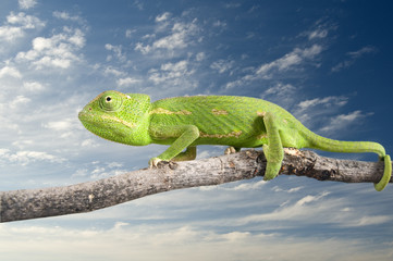 chameleon