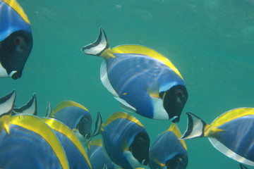 Weißkehl-Doktorfische - Malediven