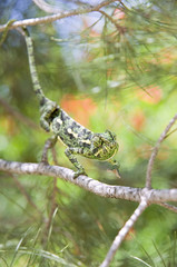 chameleon