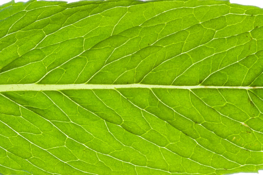 mint leaf