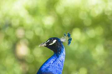 Pfau