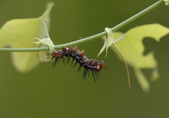 Dryas julia -  Raupe