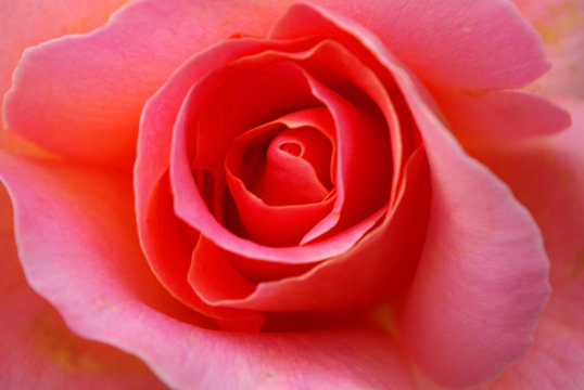 Macro  Photo of a pretty rose.