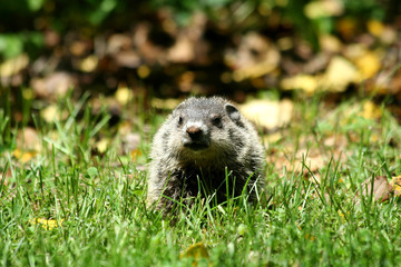 Baby ground hog in the grass