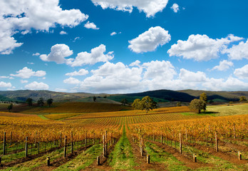 Beautiful Autumn Vineyard