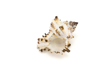 Mollusk shell