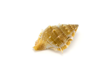 Mollusk shell