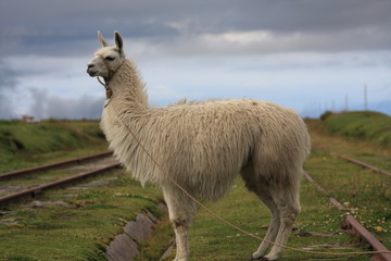 Fototapeta premium Lama