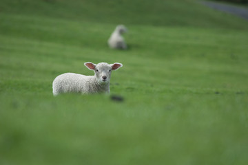 ein neugieriges Lamm