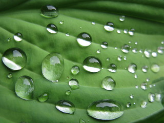 Lotusefekt auf Blatt