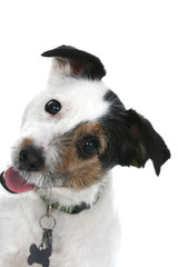 Jack Russell Terrier