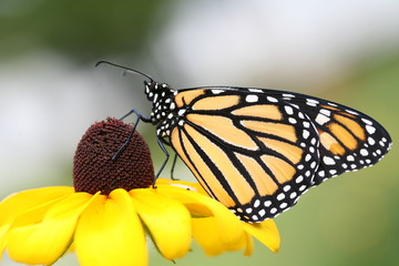 Monarch butterfly sipping nectar from a Brown Eyed Susan flower.
