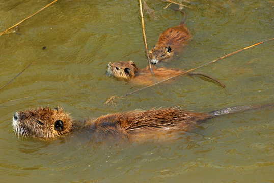 Famille de ragondins camarguais