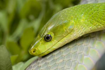 grüne Mamba