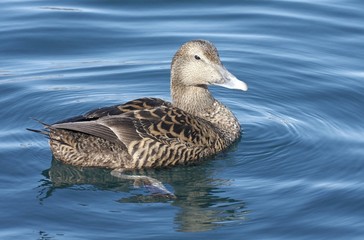 Female eider.