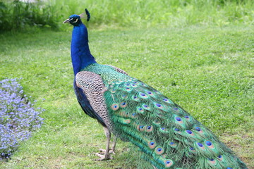 Obraz premium Peacock in garden of luxury palace.