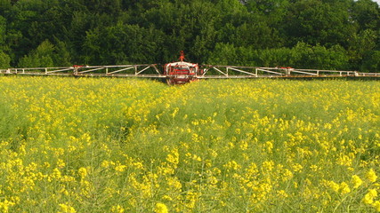 Pulvérisation de pesticides sur colza