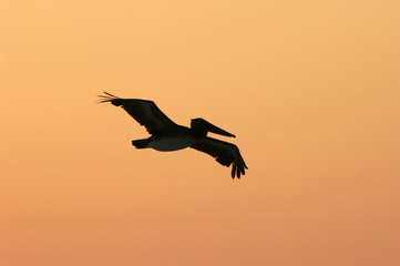 Pelikan im Flug