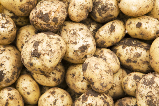 Freshly-dug new potatoes