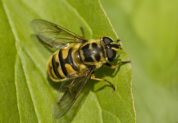 Gemeine Doldenschwebfliege (Myathropa florea)