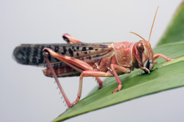 Heuschrecke