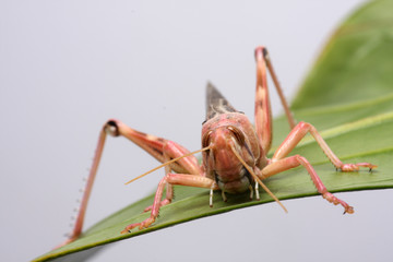 Heuschrecke