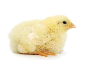 little yellow chick