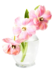 pink tulip