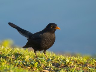 Amsel
