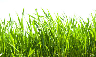 Obraz premium grass