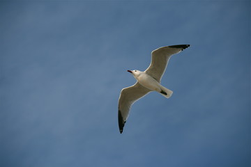 Möwe