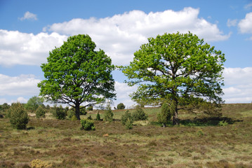 Heide_008