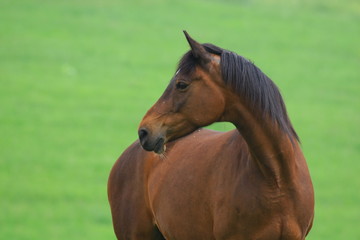 Fototapeta premium Pferd