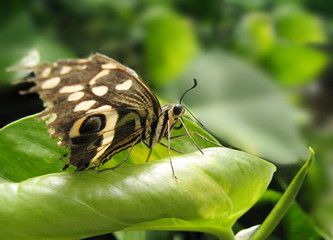 Schmetterling auf Blatt sitzend