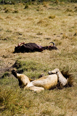 stuffed lion sleeping next to buffalo meal