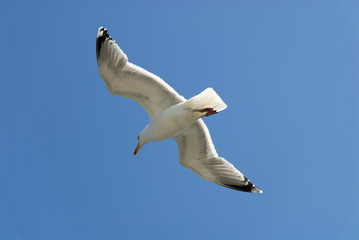 Seagull against blue sky