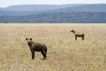 two dotted hyenas figuring out what to do next