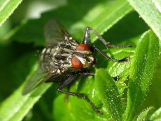 Fototapeta premium Fly on grass