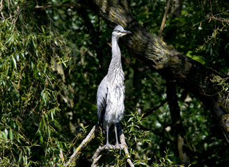 Heron upright,