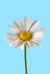 marguerite épanouie sur ciel bleu