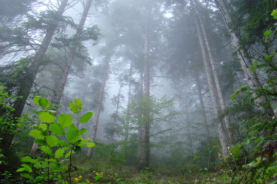Fototapeta Forèt de sapin dans le brouillard,Aude,Pyrénées
