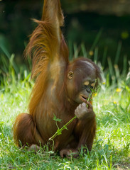 cute baby orangutan © Eric Gevaert